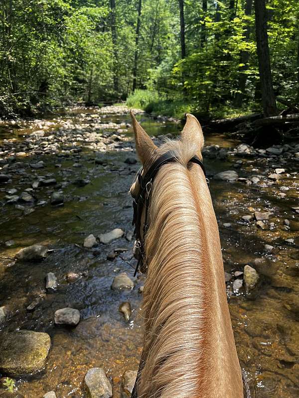 tennessee-walking-horse-for-sale
