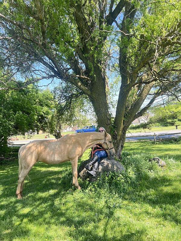 tennessee-walking-mare