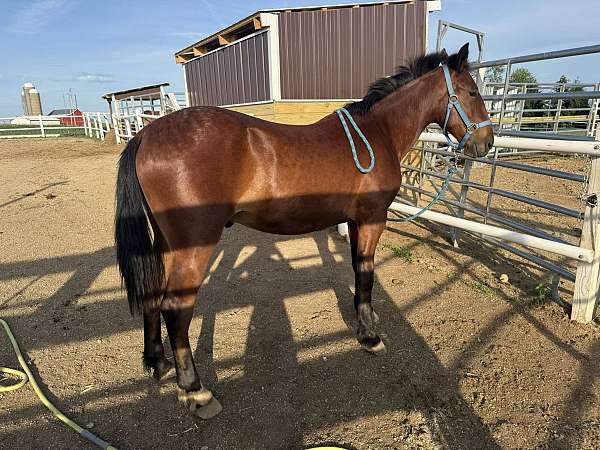sock-on-right-hind-foot-horse