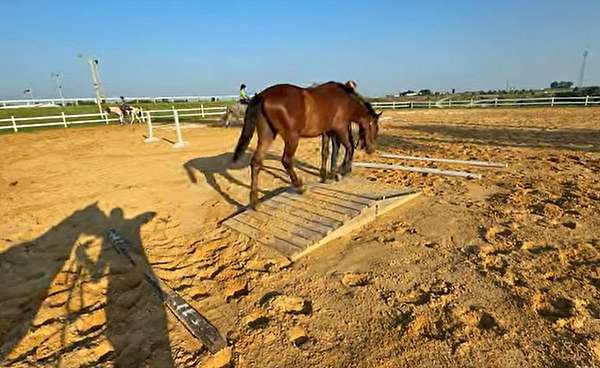 bay-sock-on-right-hind-foot-horse