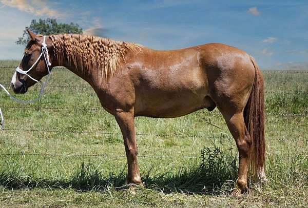 quarter-pony-gelding