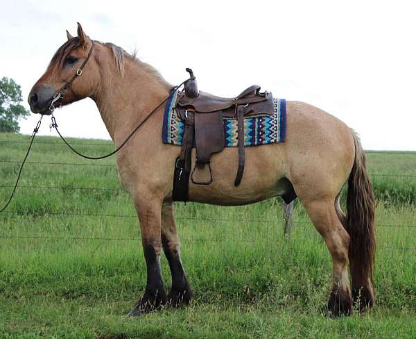 cross-draft-draft-fjord-horse