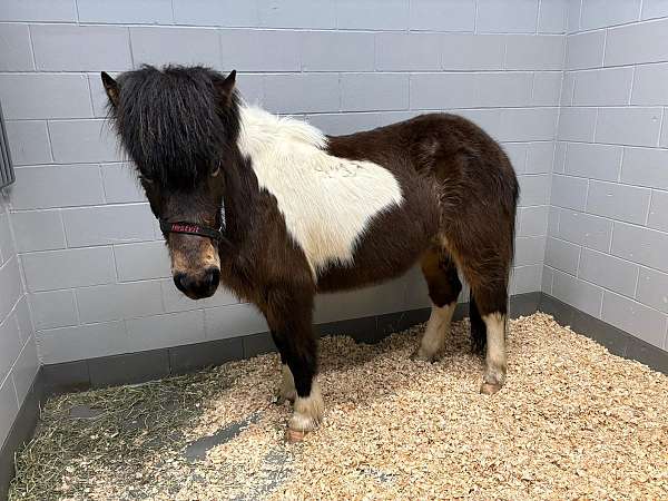 beginner-icelandic-horse
