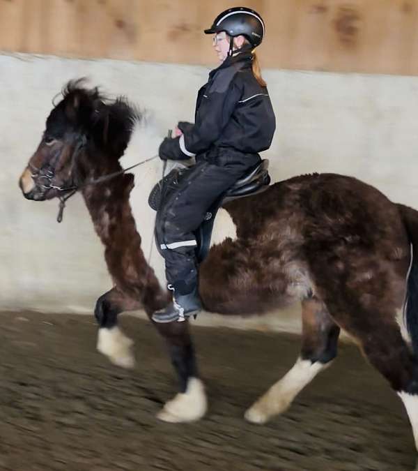 finished-icelandic-horse