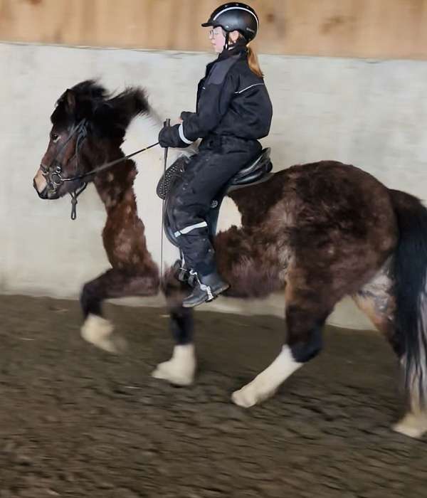 gaited-icelandic-horse