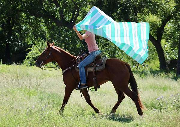 athletic-quarter-horse
