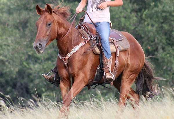 beginner-quarter-horse