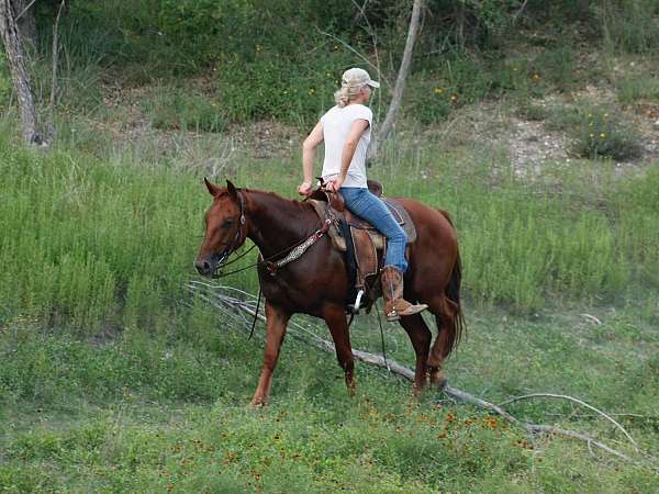 drill-team-quarter-horse