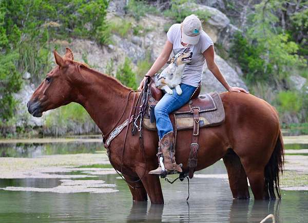 heel-quarter-horse