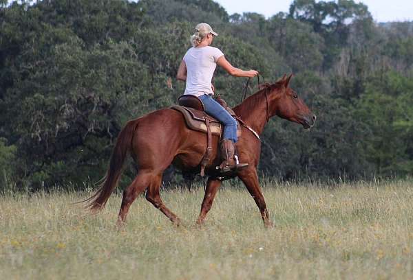 husband-safe-quarter-horse