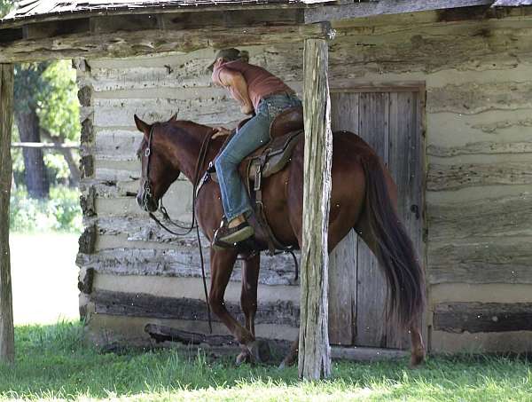 parade-quarter-horse