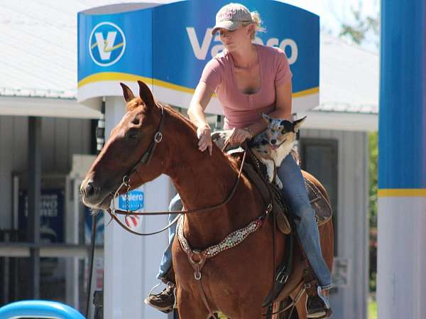 performance-quarter-horse