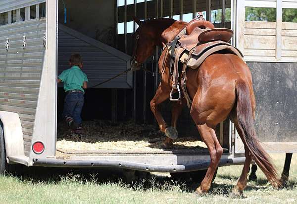 ridden-english-quarter-horse