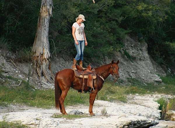 roping-quarter-horse