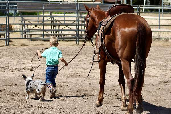 trail-quarter-horse