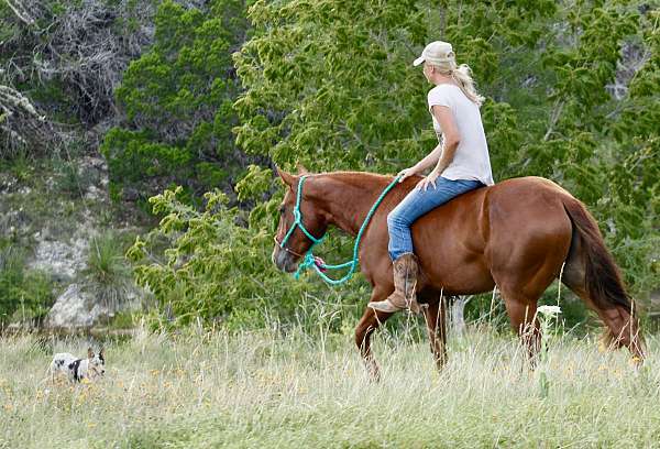 team-roping-quarter-horse
