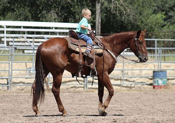 ridden-western-quarter-horse