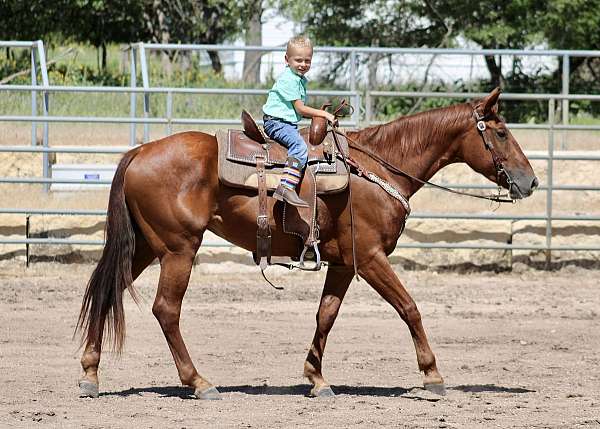 all-around-quarter-horse