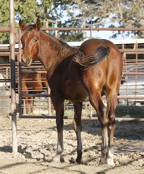 ncha-eligible-quarter-horse