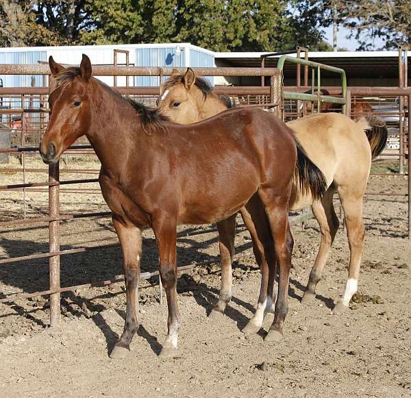 ncha-eligible-horse