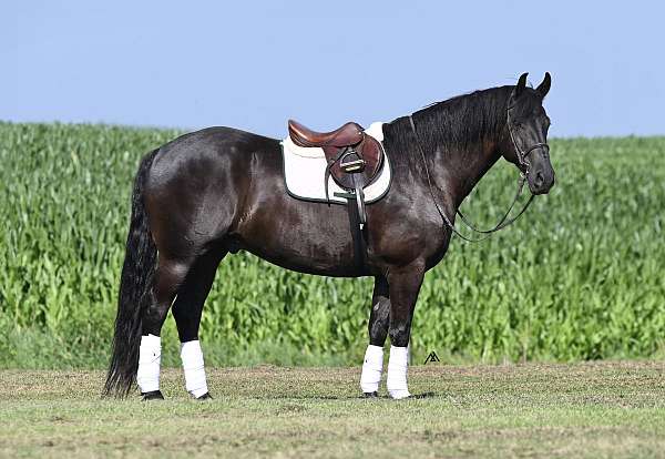all-around-friesian-horse