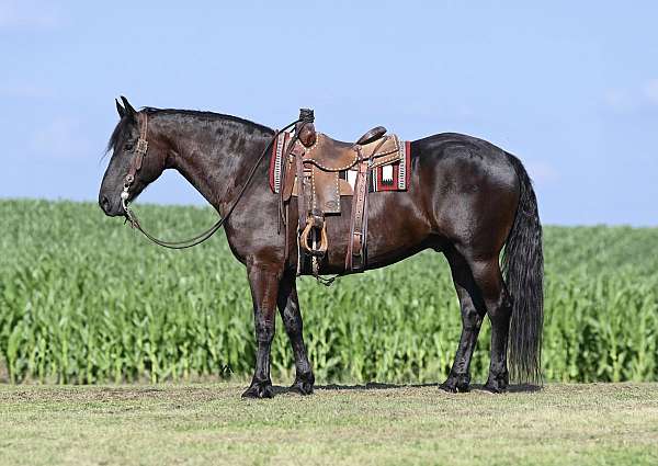 athletic-friesian-horse