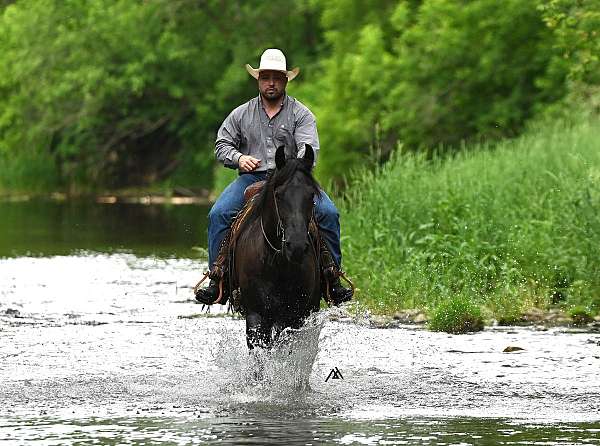companion-friesian-horse