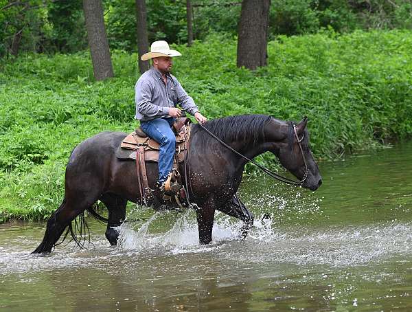 dressage-friesian-horse