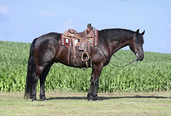 drill-team-friesian-horse