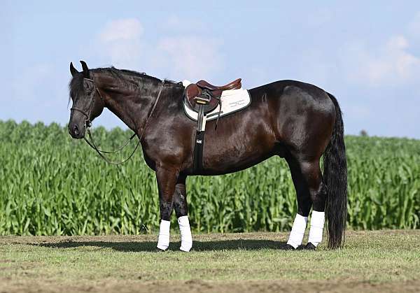 english-pleasure-friesian-horse
