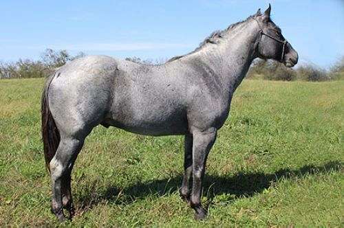 star-horse