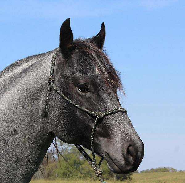 blue-roan-star-horse