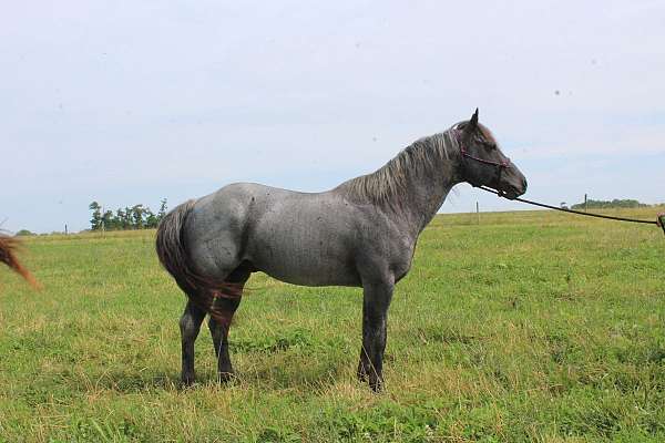 all-around-quarter-horse