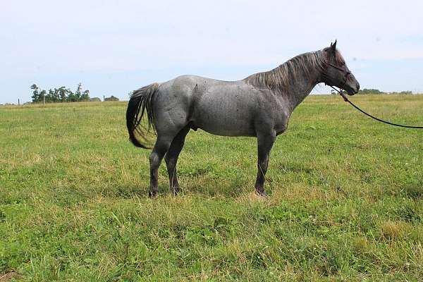 calf-roping-quarter-horse