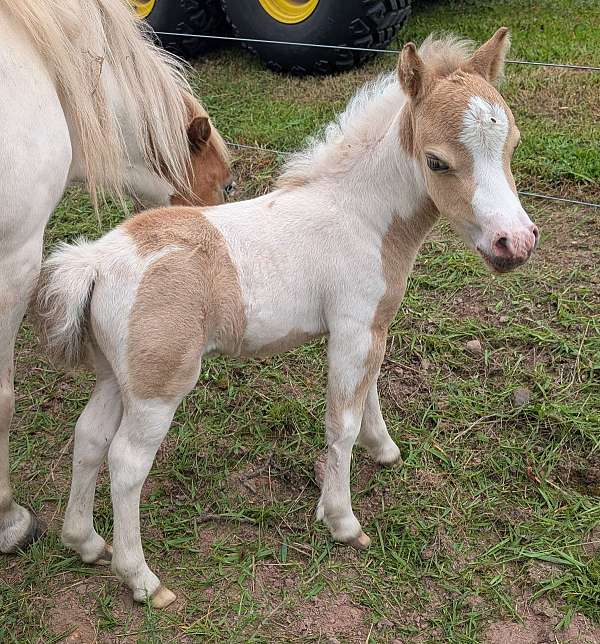 miniature-colt
