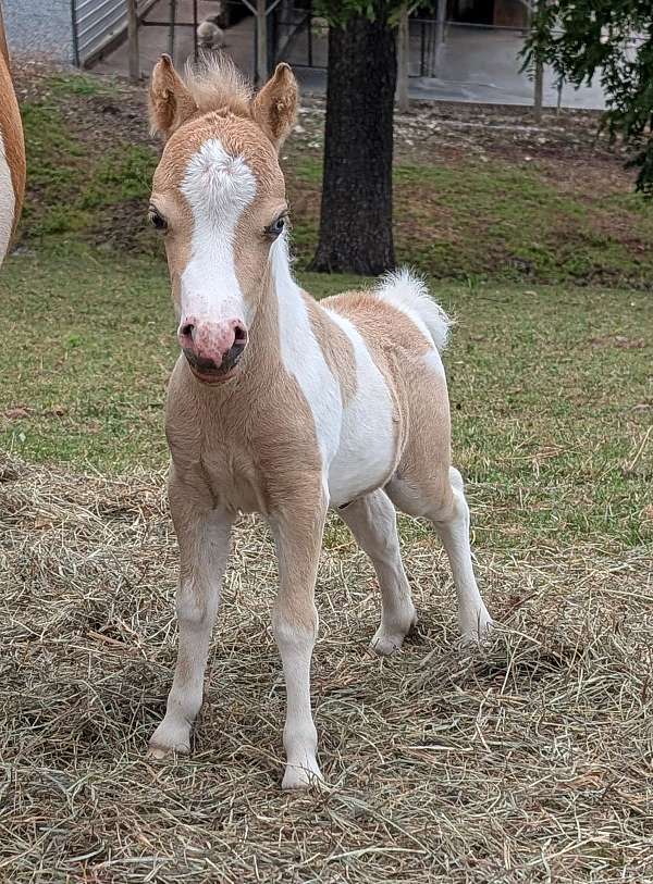 miniature-horse-for-sale