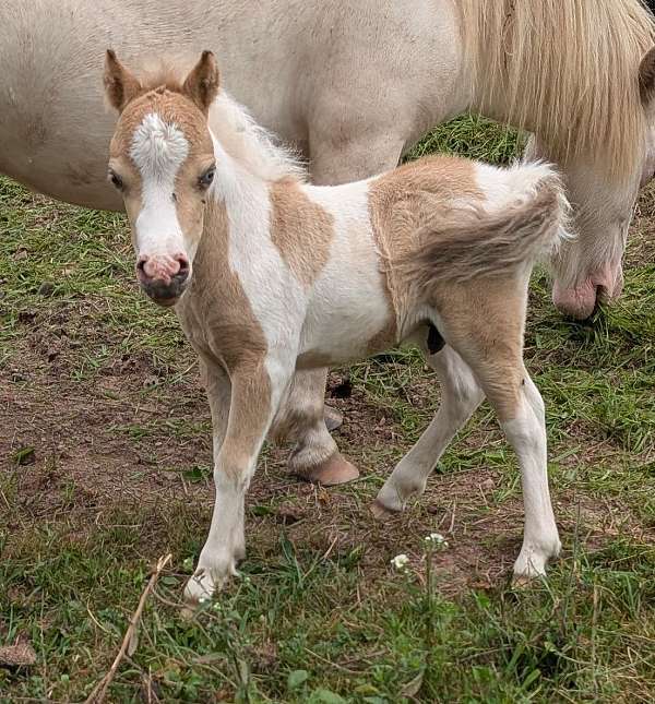 miniature-horse