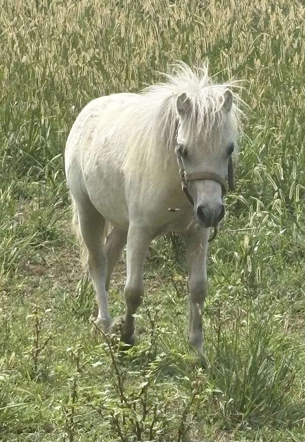 palomino-white-weanling