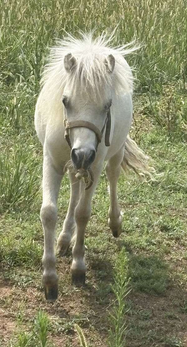 palomino-white-palomino-weanling