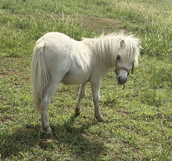 palomino-white-colt