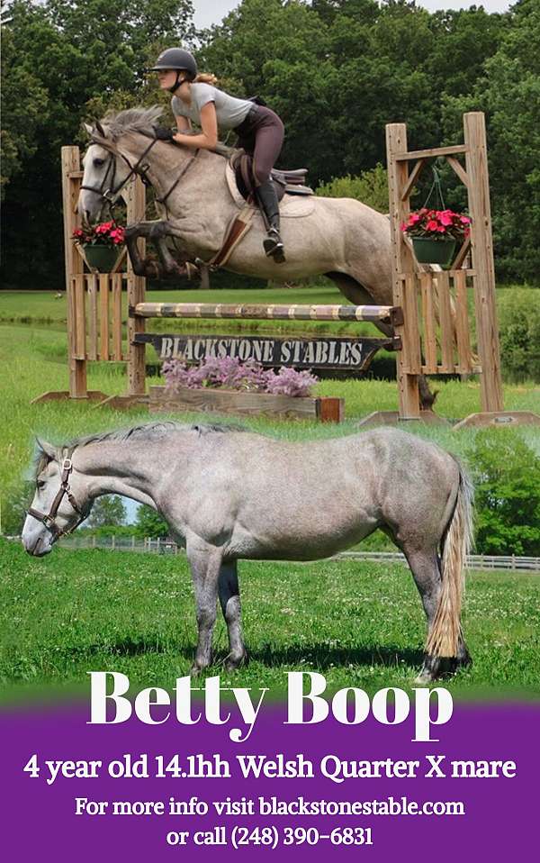 all-around-quarter-pony