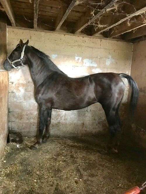 breeding-sound-morgan-horse