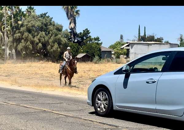 quarab-horse