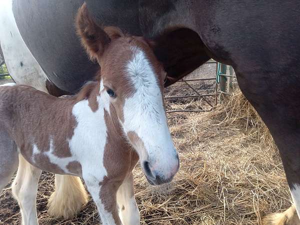 red-roan-roan-color-producer-horse