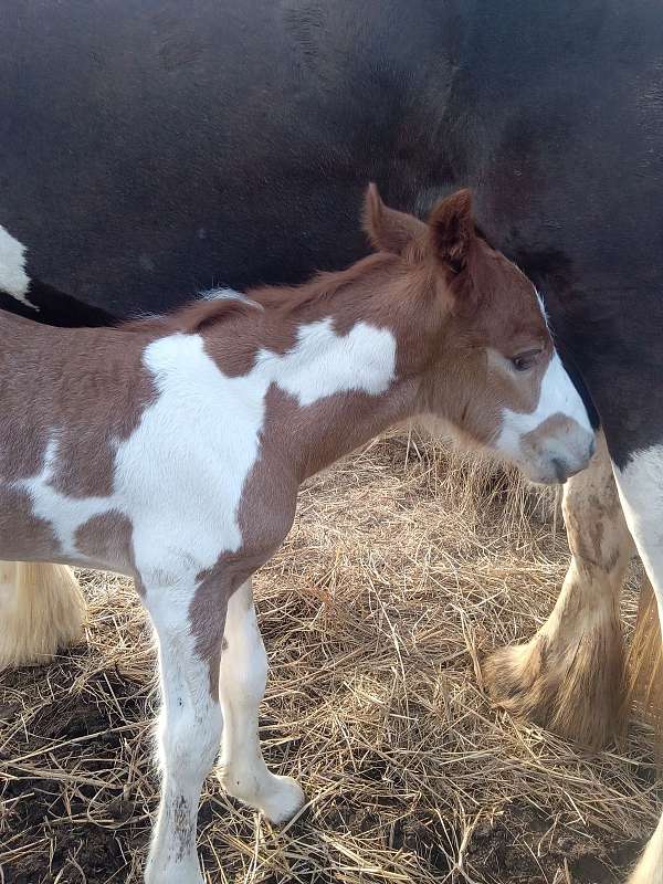 red-roan-roan-gvhs-colt