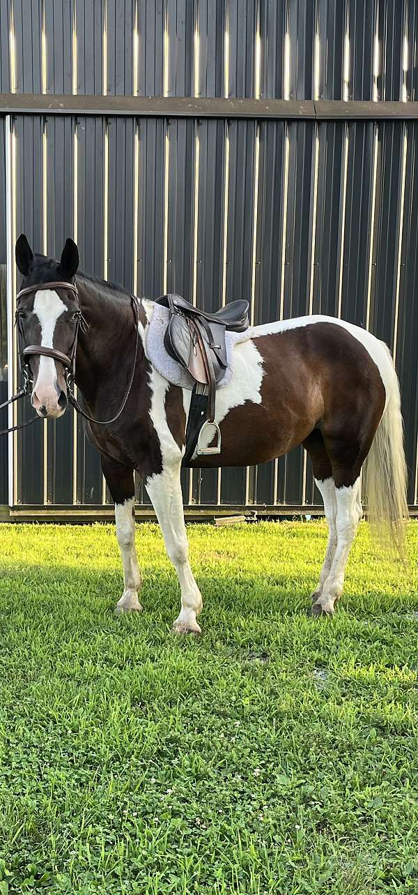 tobiano-black-paint-horse