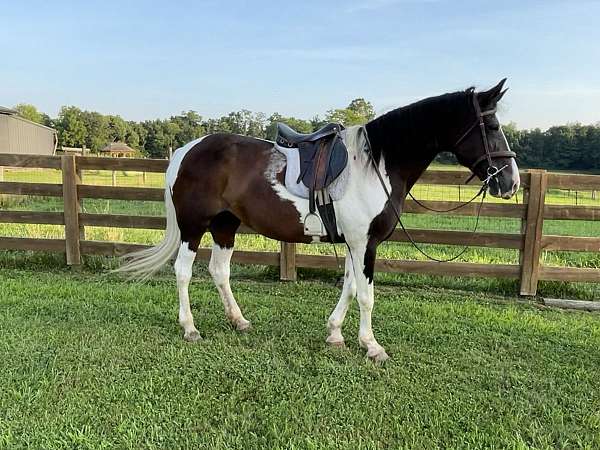brown-horse
