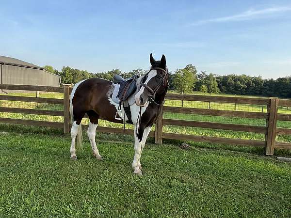 white-horse