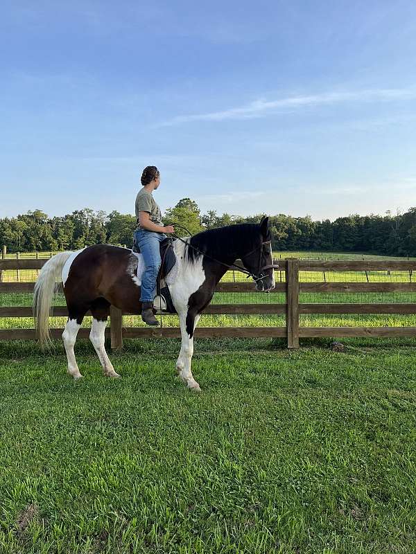 black-paint-horse