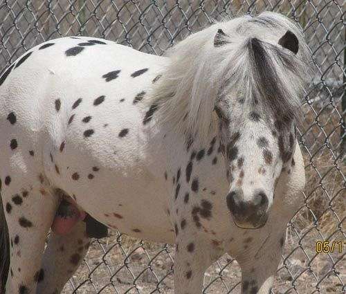 sorrel-developing-white-hairs-over-back-rear-horse